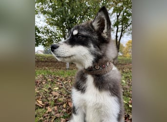 Samia braucht ein Zuhause