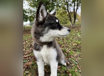 Samia braucht ein Zuhause