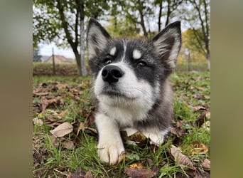 Samia braucht ein Zuhause