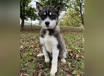 Samia braucht ein Zuhause