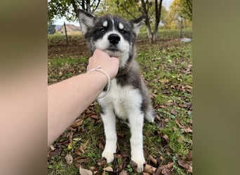 Samia braucht ein Zuhause