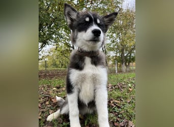 Samia braucht ein Zuhause