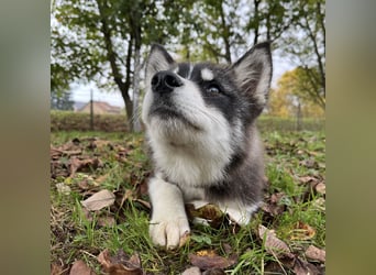 Samia braucht ein Zuhause