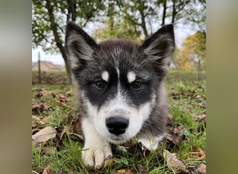 Samia braucht ein Zuhause