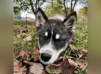 Samia braucht ein Zuhause