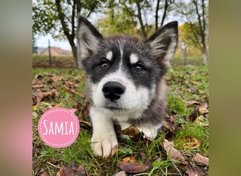 Samia braucht ein Zuhause