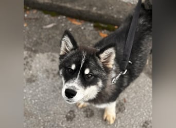 Samia braucht ein Zuhause