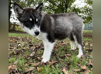 Samia braucht ein Zuhause