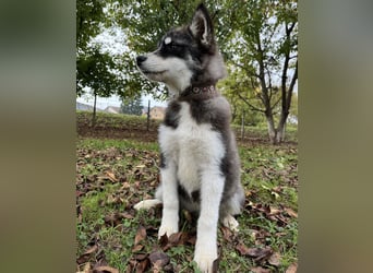 Samia braucht ein Zuhause