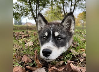 Samia braucht ein Zuhause