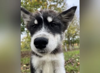 Samia braucht ein Zuhause