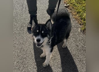 Samia braucht ein Zuhause