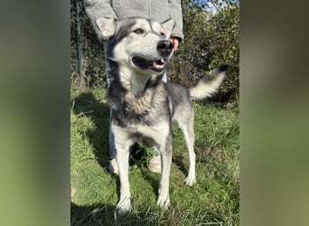 Carlos sucht ein Zuhause, in dem er bleiben darf