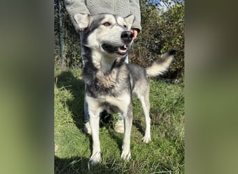 Carlos - ganz besonderer Hundemann sucht ein Zuhause