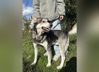 Carlos- Husky Fans aufgepasst