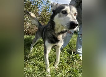 Carlos - ganz besonderer Hundemann sucht ein Zuhause