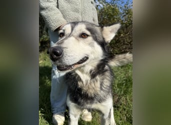 Carlos - ganz besonderer Hundemann sucht ein Zuhause