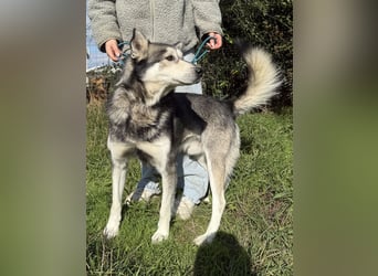 Carlos - ganz besonderer Hundemann sucht ein Zuhause