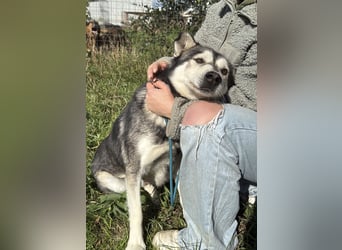 Carlos- Husky Fans aufgepasst