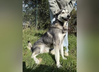 Carlos - ganz besonderer Hundemann sucht ein Zuhause