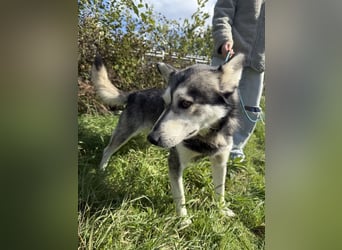 Carlos - ganz besonderer Hundemann sucht ein Zuhause