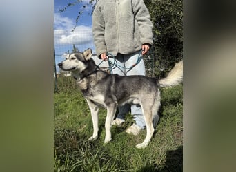 Carlos- Husky Fans aufgepasst