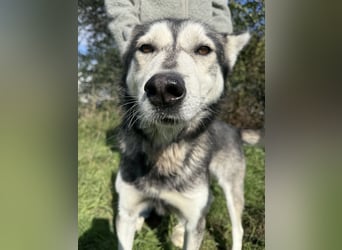 Carlos sucht ein Zuhause, in dem er bleiben darf