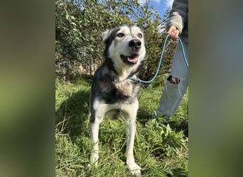 Carlos- Husky Fans aufgepasst