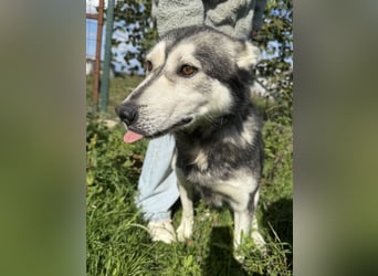 Carlos - ganz besonderer Hundemann sucht ein Zuhause