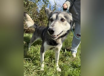 Carlos- Husky Fans aufgepasst