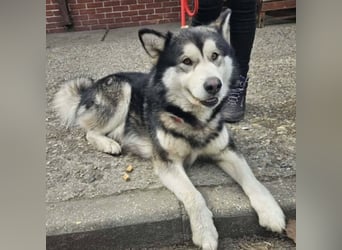 Kenai sucht aktive Menschen