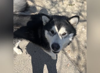 Kenai sucht aktive Menschen