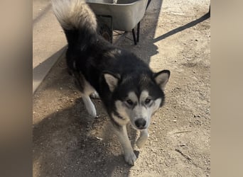 Kenai sucht aktive Menschen