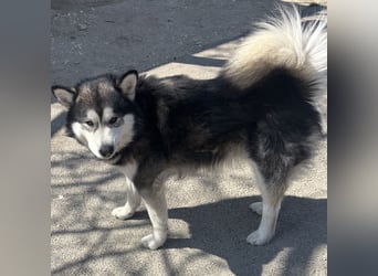 Kenai sucht aktive Menschen
