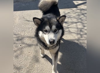 Kenai sucht aktive Menschen