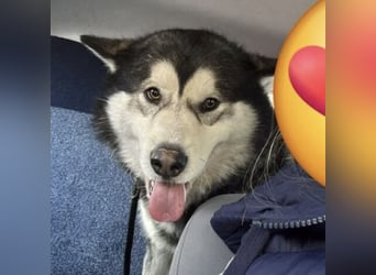 Kenai sucht aktive Menschen