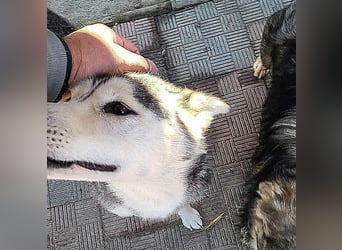 RHANJA gerettet aus Horror Tötung Slatina, Ostern'22