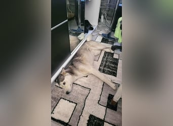 RHANJA gerettet aus Horror Tötung Slatina, Ostern'22