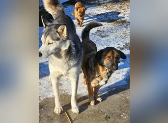RHANJA gerettet aus Horror Tötung Slatina, Ostern'22