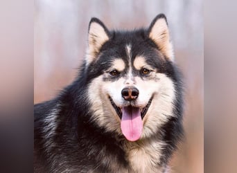 PHOENIX- sucht erfahrene Malamute Fans