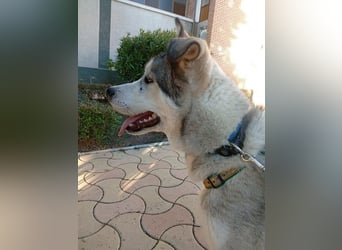 Lope, möchte endlich adoptiert werden