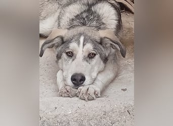 Lope, möchte endlich adoptiert werden