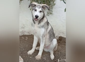 Lope, möchte endlich adoptiert werden