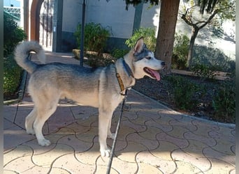 Lope, möchte endlich adoptiert werden