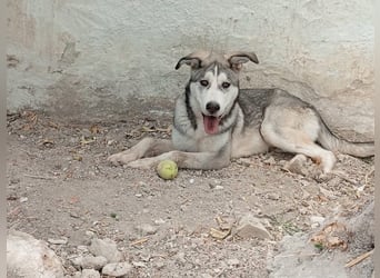 Lope, möchte endlich adoptiert werden