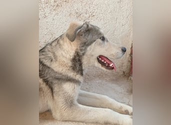 Lope, möchte endlich adoptiert werden