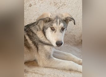Lope, möchte endlich adoptiert werden