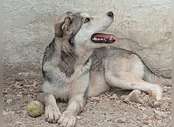 Lope, möchte endlich adoptiert werden