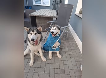 Mika und Bubble suchen ein neues Zuhause germe auch einzeln vermittelbar