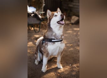♥ ARES ♥ schöner, charakterstarker, aber auch verschmuster Alaskan-Malamute-Rüde